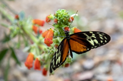 Tiger Longwing Feb 2022